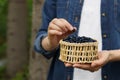 Woman putting bilberry into wicker bowl outdoors, closeup. Space for text Royalty Free Stock Photo