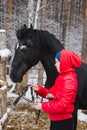 Woman putting a bridle Royalty Free Stock Photo