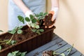 Woman putting fertile soil in flower pot with strawberries seedling Royalty Free Stock Photo