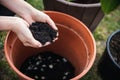 Woman is putting some potting compost or flower soil into a pot