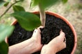 Woman is putting some potting compost or flower soil into a pot