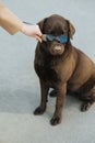 Woman putting sunglasses on her cute brown canine friend