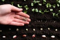 Woman with radish seeds near fertile soil, top view. Vegetable growing Royalty Free Stock Photo