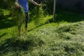 Woman rakes hay and lays on a wheelbarrow. the child helps the mother with the harvest and the father checks the quality to see if