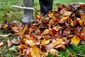 Woman raking pile of fall leaves at garden with rake Royalty Free Stock Photo