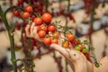 Woman and red cherry tomatoes on the bushes Royalty Free Stock Photo