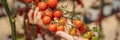 Woman and red cherry tomatoes on the bushes BANNER, LONG FORMAT Royalty Free Stock Photo