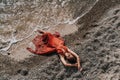 Woman red dress sea. Female dancer in a long red dress posing on a beach with rocks on sunny day Royalty Free Stock Photo