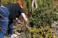A woman with red hair on her recreation plot cuts a sharp decorative dry grass with a sharp saw Royalty Free Stock Photo