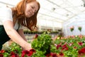 Woman working in a nursery - Greenhouse with colourful flowers