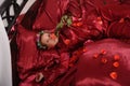 Woman in red pajamas lying on a bed on silk red linen with hair curlers and a rose in her hand Royalty Free Stock Photo