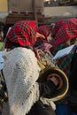 Woman in Red Scottish Kerchief, Shawl and Fake Nose with Gold Br