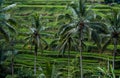 A Woman in Red Walks through the Jatiluwih Rice Terraces in Bali, Indonesia