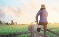 Woman relaxing and enjoying kale field view agricultural landscape in sunset