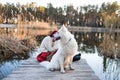 Woman relaxing with her Samoyed dog friendly pet on wooden bridge in park, happiness and friendship. Royalty Free Stock Photo