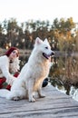 Woman relaxing with her Samoyed dog friendly pet on wooden bridge in park, happiness and friendship. Royalty Free Stock Photo