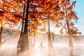 Woman relax on staand up paddle board at quiet lake with morning fog and fall Taxodium distichum trees Royalty Free Stock Photo