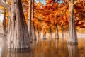 Woman relaxing on stand up paddle board at the lake among autumnal Taxodium distichum trees Royalty Free Stock Photo