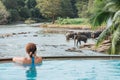 Woman relaxing in swimming pool and watching a Herd of Young elephants in river water hosing in Pinnawala Elephant Orphanage Royalty Free Stock Photo