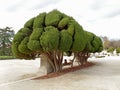 Woman relaxing under the impressive Trees in Parque del Buen Retiro or Park of the Pleasant Retreat in Madrid of Spain