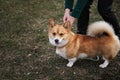 Welsh corgi Pembroke on walk with owner. A woman releases a red corgi puppy from a leash so that it can run and frolic. Dog