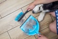 A woman removes dog hair after molting a dog with a dustpan and broom at home. Cleaning dog hair at home. Pet care Royalty Free Stock Photo