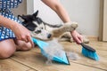 A woman removes dog hair after molting a dog with a dustpan and broom at home. Cleaning dog hair at home. Pet care Royalty Free Stock Photo