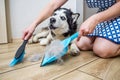 A woman removes dog hair after molting a dog with a dustpan and broom at home. Cleaning dog hair at home. Pet care Royalty Free Stock Photo