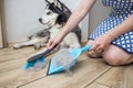 A woman removes dog hair after molting a dog with a dustpan and broom at home. Cleaning dog hair at home. Pet care Royalty Free Stock Photo