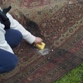 Woman removing mold from a carpet