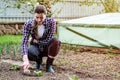 Woman removing weeds and loosening soil around potato plants.