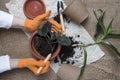 Woman replanting indoor flowers, flat, top view design. Female hand, flowerpots, soil pile, plant sprout, rake and shovel on Royalty Free Stock Photo