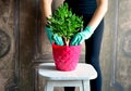 Woman replanting succulent plant , flower in red pot on old white chair , brown vintage background
