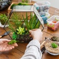 Woman replanting succulent plants in glass florarium vase on wooden table.