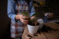 A woman repotting houseplants in pots, indulging in gardening and nurturing indoor greenery. This image captures the beauty of