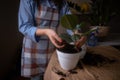 A woman repotting houseplants in pots, indulging in gardening and nurturing indoor greenery. This image captures the beauty of