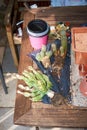 Woman repotting Pachypodium cactus to new pot