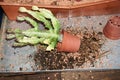 Woman repotting Pachypodium cactus to new pot.