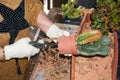 Woman repotting Pachypodium cactus to new pot