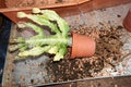 Woman repotting Pachypodium cactus to new pot