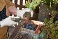 Woman repotting Pachypodium cactus to new pot