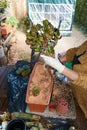 Woman repotting Pachypodium cactus to new pot
