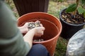 Woman is repotting or planting a lemon tree in a brown plastic pot