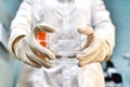 The woman researcher hold cell culture flask for monolayers cells in the culture medium to do the lab test . Royalty Free Stock Photo