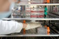 The woman researcher open and pick up cell culture flask in the incubator cabinet. Cell culture refers to the removal of cells fro Royalty Free Stock Photo