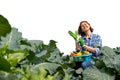 woman resting after work in the field and puts protective gloves on his hands Royalty Free Stock Photo