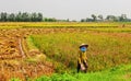 A woman on the rice field in Moc Chau, northern Vietnam Royalty Free Stock Photo