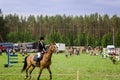 Woman ride horse in horserace steeplechase