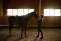 Woman rider harnessed horse in stable indoor paddock