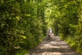 Woman rides bicycle in the beautiful green forest Royalty Free Stock Photo